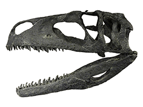 Schädel des Tanycolagreus / Dinodata.de. Creative Commons 4.0 International (CC BY 4.0) Schädel des Tanycolagreus / Dinodata.de. Creative Commons 4.0 International (CC BY 4.0)