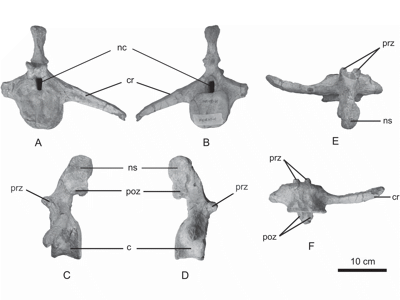 Schwanzwirbel des Taohelong / © Yang et al.