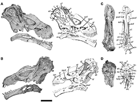 Tapuiasaurus / Pol et al. Creative Commons 4.0 International (CC BY 4.0) Tapuiasaurus / Pol et al. Creative Commons 4.0 International (CC BY 4.0)