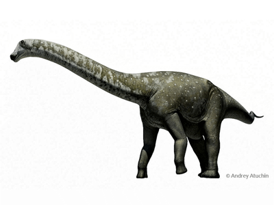 Tapuiasaurus / © Andrey Atuchin. Verwendet mit freundlicher Genehmigung des Autors