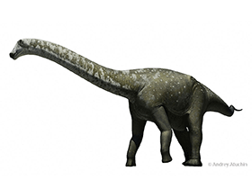 Tapuiasaurus / © Andrey Atuchin. Verwendet mit freundlicher Genehmigung des Autors Tapuiasaurus / © Andrey Atuchin. Verwendet mit freundlicher Genehmigung des Autors