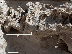 Fossilien des Tataouinea / © Fanti et al. Fossilien des Tataouinea / © Fanti et al.