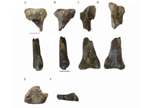 Tibia (tyrannosauroid) / Chase D. Brownstein. Creative Commons 4.0 International (CC BY 4.0) Tibia (tyrannosauroid) / Chase D. Brownstein. Creative Commons 4.0 International (CC BY 4.0)