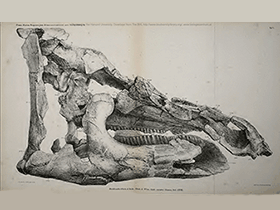 Schädel des Telmatosaurus. Bild ist gemeinfrei (public domain) Schädel des Telmatosaurus. Bild ist gemeinfrei (public domain)