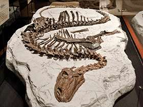 Skelett des Tenontosaurus / Tim Evanson. Creative Commons ShareAlike 2.0 Generic (CC BY-SA 2.0) Skelett des Tenontosaurus / Tim Evanson. Creative Commons ShareAlike 2.0 Generic (CC BY-SA 2.0)