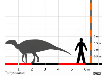 Größenvergleich © Dinodata.de. Creative Commons 4.0 International (CC BY 4.0) Größenvergleich / Dinodata.de. Creative Commons 4.0 International (CC BY 4.0)