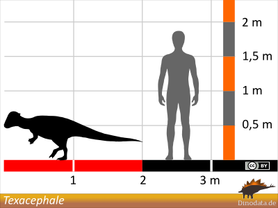 Größenvergleich / © Dinodata.de Größenvergleich / © Dinodata.de
