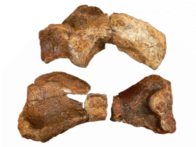 Holotyp des Texasetes, Coracoid (oben) und Humerus. Bild ist gemeinfrei