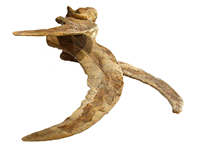 Handkralle des Therizinosaurus / Kabacchi. Bearbeitet durch Dinodata.de. Creative Commons 2.0 Generic (CC BY 2.0) Handkralle des Therizinosaurus / Kabacchi. Bearbeitet durch Dinodata.de. Creative Commons 2.0 Generic (CC BY 2.0)