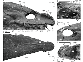 Prämaxilla (NCSM 15728) / Clint A. Boyd. Creative Commons 4.0 International (CC BY 4.0)