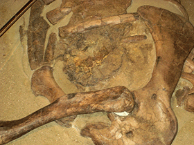 Herz des Thescelosaurus Willo / Jason Adams. Creative Commons NonCommercial-ShareAlike 2.0 Generic (CC BY-NC-SA 2.0)