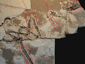Fossil des Tianyulong / Paul C. Sereno. Creative Commons 3.0 Unported (CC BY 3.0)