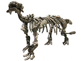 Skelett des Tianzhenosaurus / Kabacchi , bearbeitet durch Dinodata.de. Creative Commons 2.0 Generic (CC BY 2.0) Skelett des Tianzhenosaurus / Kabacchi , bearbeitet durch Dinodata.de. Creative Commons 2.0 Generic (CC BY 2.0)