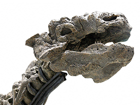 Schädel des Tianzhenosaurus / Kabacchi , bearbeitet durch Dinodata.de. Creative Commons 2.0 Generic (CC BY 2.0) Schädel des Tianzhenosaurus / Kabacchi , bearbeitet durch Dinodata.de. Creative Commons 2.0 Generic (CC BY 2.0)