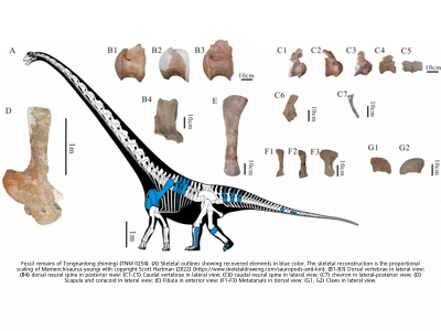 Fossilien des Tongnanlong / © Wei et al. Fossilien des Tongnanlong / © Wei et al.