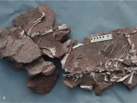 Fossil des Tongtianlong / Lü et al. Creative Commons 4.0 International (CC BY 4.0) Fossil des Tongtianlong / Lü et al. Creative Commons 4.0 International (CC BY 4.0)