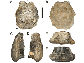 Schwanzwirbel des  Torvosaurus gurneyi / Hendrickx & Mateus. Creative Commons 4.0 International (CC BY 4.0)