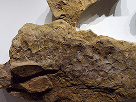 Hautabdruck des Triceratops / Etee. Creative Commons NonCommercial-ShareAlike 2.0 Generic (CC BY-NC-SA 2.0)