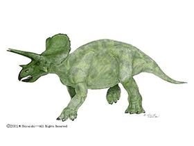 Triceratops / © M. Shiraishi. Verwendet mit freundlicher Genehmigung des Autors Triceratops / © M. Shiraishi. Verwendet mit freundlicher Genehmigung des Autors.