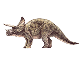 Triceratops / © Bruno Hernandez. Verwendet mit freundlicher Genehmigung des Autors.