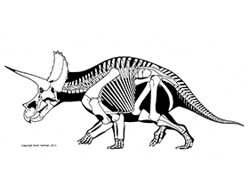 Triceratops / © Scott Hartman. Verwendet mit freundlicher Genehmigung des Autors.