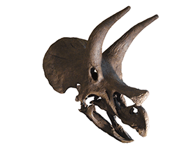 Triceratops Schädel / Kit Dunsmore, bearbeitet durch Dinodata.de. Creative Commons ShareAlike 2.0 Generic (CC BY-SA 2.0) Triceratops Schädel / Kit Dunsmore, bearbeitet durch Dinodata.de. Creative Commons ShareAlike 2.0 Generic (CC BY-SA 2.0)