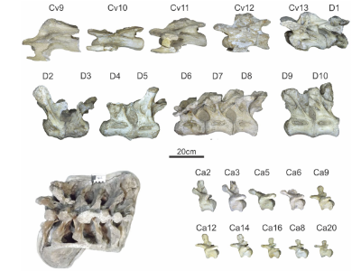 Wirbelknochen des Trigonosaurus / © Nascimento et al.