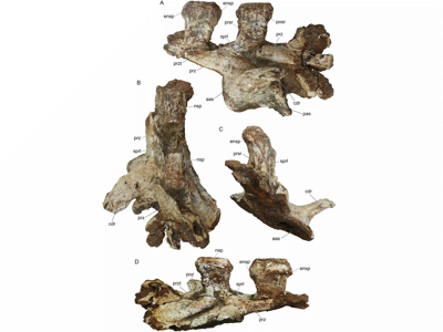vordere Schwanzwirbel / © Mannion et al.