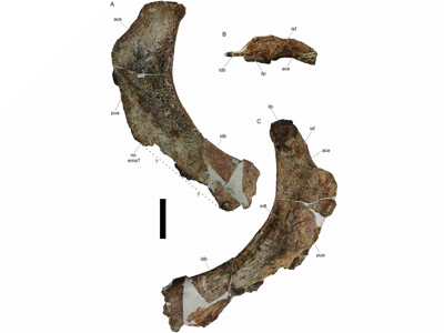 Ischium (Sitzbein) / © Mannion et al.
