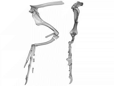 Arm-Rekonstruktion / © Serio et al.