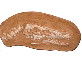 Fossil des Tsaagan
/ Jason Adams. Creative Commons NonCommercial-ShareAlike 2.0 Generic (CC BY-NC-SA 2.0) Fossil des Tsaagan
/ Jason Adams. Creative Commons NonCommercial-ShareAlike 2.0 Generic (CC BY-NC-SA 2.0)