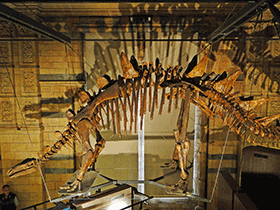 Tuojiangosaurus / fmpgoh. Creative Commons NonCommercial-NoDerivs 2.0 Generic (CC BY-NC-ND 2.0)