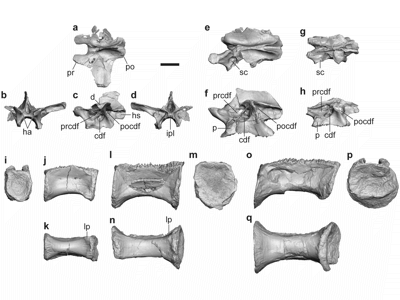Rückenwirbel © Hattori et al.