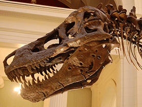 Schädel des Tyrannosaurus 
