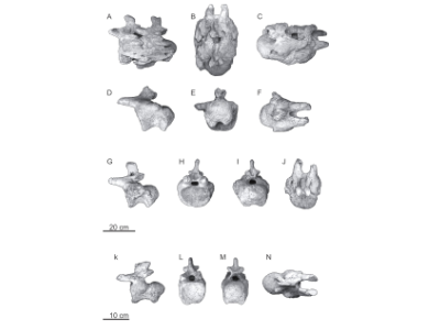Wirbelknochen des Uberatitan / © Nascimento et al.