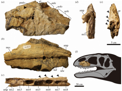 Fossilien © Tanaka et al. Creative Commons 4.0 International (CC BY 4.0)