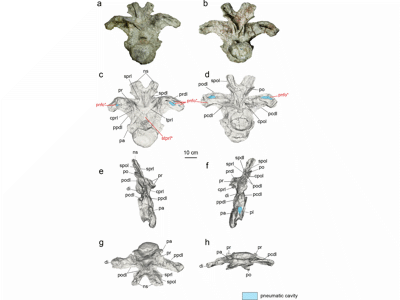 Holotyp des Uragasaurus / © Nilpanapan et al.