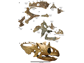 Schädel des Utahceratops / Sampson et al. Creative Commons 4.0 International (CC BY 4.0) Schädel des Utahceratops / Sampson et al. Creative Commons 4.0 International (CC BY 4.0)