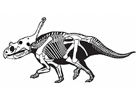 Vagaceratops / Sampson et al. Creative Commons 4.0 International (CC BY 4.0) Vagaceratops / Sampson et al. Creative Commons 4.0 International (CC BY 4.0)