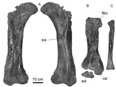Femur / Robert B. Holmes. Creative Commons 4.0 International (CC BY 4.0) Femur / Robert B. Holmes. Creative Commons 4.0 International (CC BY 4.0)
