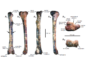 Tibia / Samathi et al. Creative Commons 4.0 International (CC BY 4.0) Tibia / Samathi et al. Creative Commons 4.0 International (CC BY 4.0)
