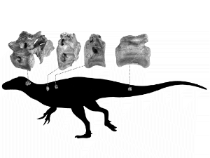 Fossilien des Vectaerovenator / Barker et al. Creative Commons NonCommercial International 4.0 (CC BY-NC 4.0) Fossilien des Vectaerovenator / Barker et al. Creative Commons NonCommercial International 4.0 (CC BY-NC 4.0)