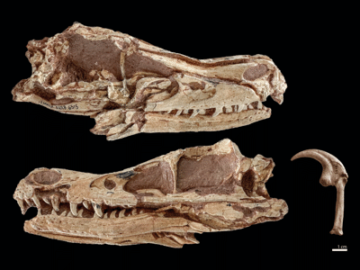 Schädel & Kralle / © Bindellini et al.