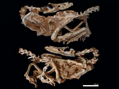Fossil (MPC-D 100/982) / © Bindellini et al.