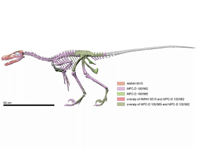 Skelettrekonstruktion / © Bindellini et al.