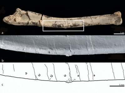 Unterarmknochen / © Bindellini et al.