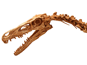 Schädel des Velociraptor / Kabacchi, geändert durch Dinodata.de. Creative Commons 2.0 Generic (CC BY 2.0) Schädel des Velociraptor / Kabacchi, geändert durch Dinodata.de). Creative Commons 2.0 Generic (CC BY 2.0)