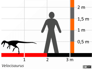 Größenvergleich / Dinodata.de. Creative Commons 4.0 International (CC BY 4.0)