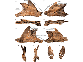 Kieferelemente des Wendiceratops / Evans & Ryan. Creative Commons 4.0 International (CC BY 4.0) Kieferelemente des Wendiceratops / Evans & Ryan. Creative Commons 4.0 International (CC BY 4.0)