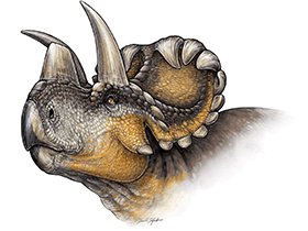 Wendiceratops / Danielle Dufault. Creative Commons 4.0 International (CC BY 4.0) Wendiceratops / Danielle Dufault. Creative Commons 4.0 International (CC BY 4.0)